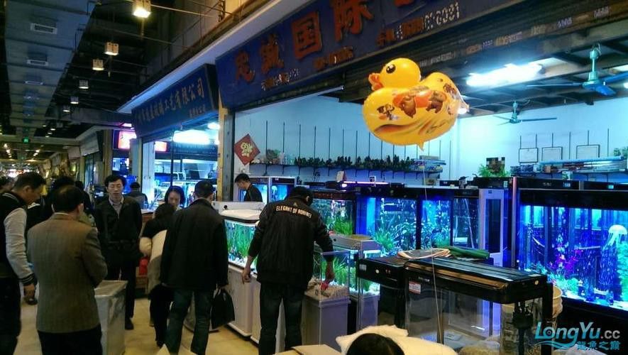 廣州哪里是批發(fā)龍魚(yú)的市場(chǎng)啊圖片