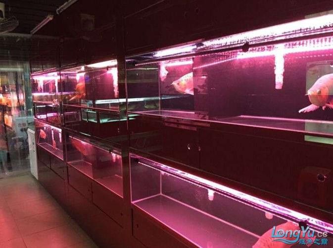 廣州哪里是批發(fā)龍魚(yú)的市場(chǎng)啊圖片