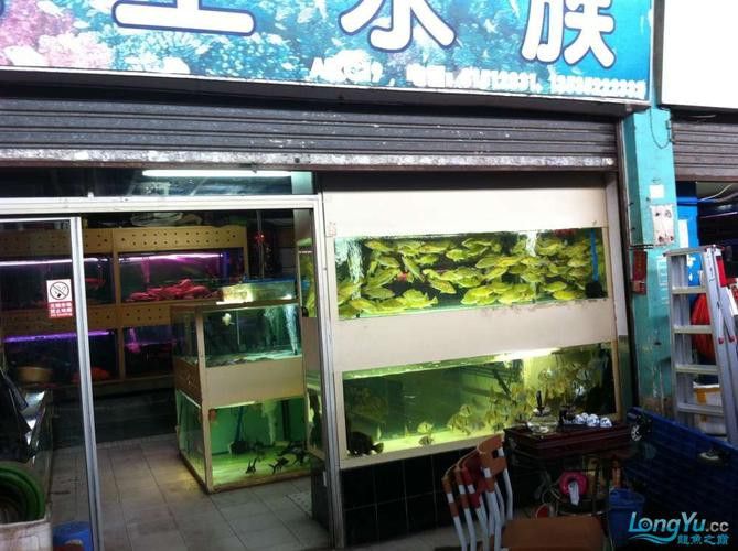 廣州哪里是批發(fā)龍魚(yú)的市場(chǎng)啊圖片