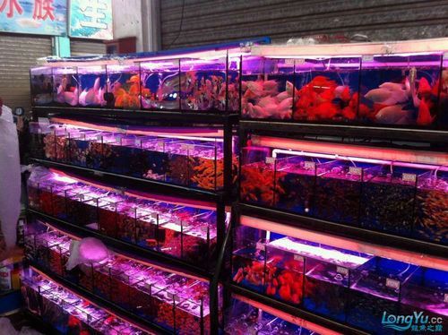 廣州哪里是批發(fā)龍魚(yú)的市場(chǎng)啊圖片