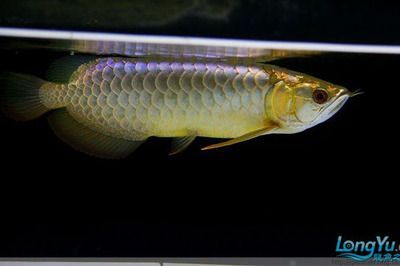 龍魚蒙眼能喂食嗎：龍魚蒙眼是否能喂食取決于幾個因素，龍魚蒙眼恢復期喂食技巧