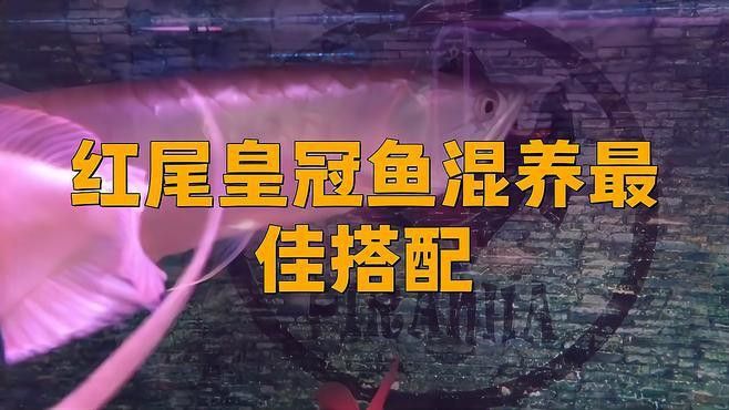 紅尾黃冠可以和龍魚(yú)混養(yǎng)嗎圖片大全