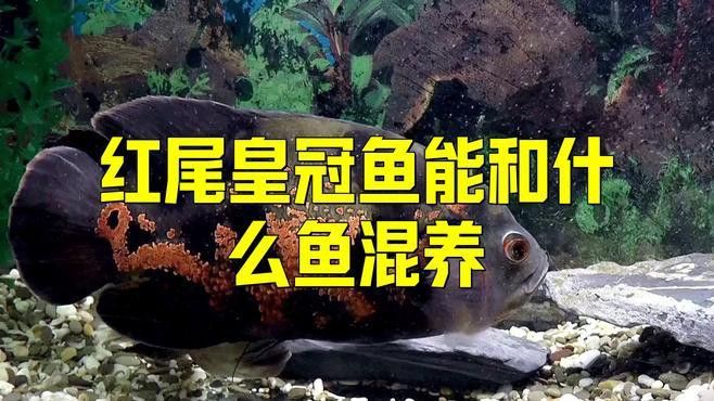 紅尾黃冠可以和龍魚(yú)混養(yǎng)嗎圖片大全