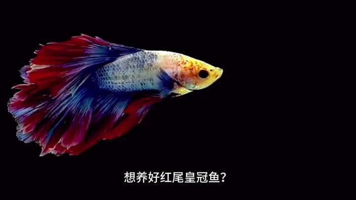 紅尾黃冠可以和龍魚(yú)混養(yǎng)嗎圖片大全