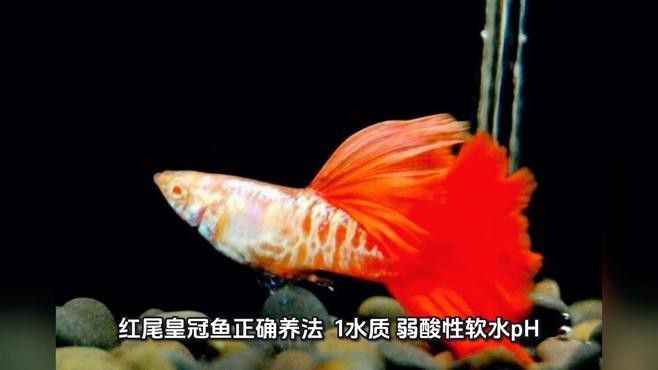 紅尾黃冠可以和龍魚(yú)混養(yǎng)嗎圖片大全