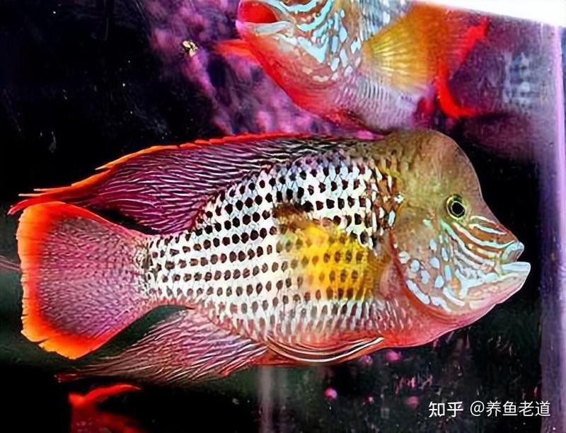 紅尾黃冠可以和龍魚(yú)混養(yǎng)嗎圖片大全