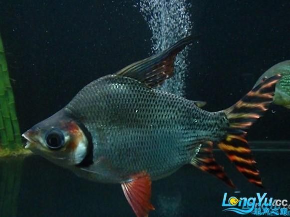 紅尾黃冠可以和龍魚(yú)混養(yǎng)嗎圖片大全
