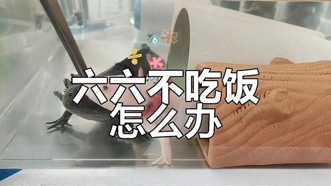 恐龍魚不吃飼料怎么回事兒呀