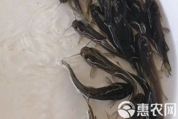 黃顙魚幼苗的價格是多少？
