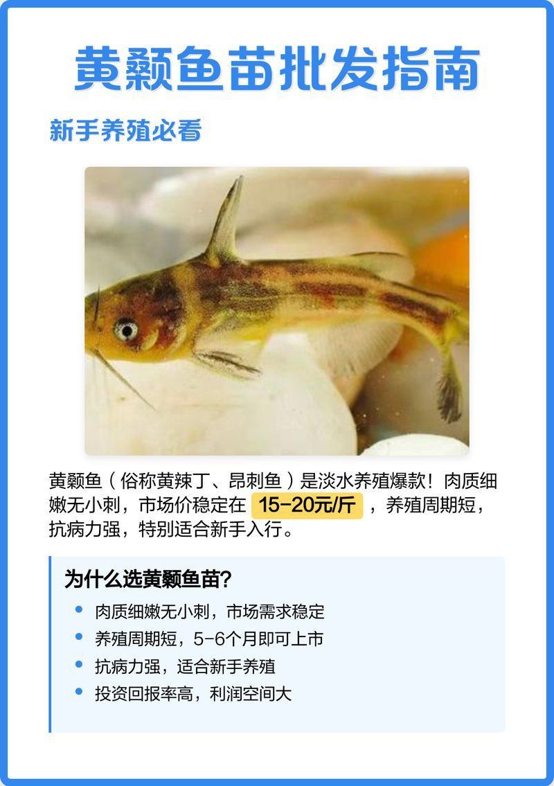 黃顙魚幼苗的價格是多少？