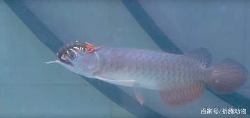 紅龍魚都吃什么（紅龍魚吃什么最好）