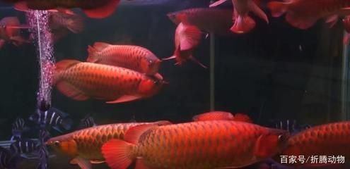紅龍魚都吃什么（紅龍魚吃什么最好）