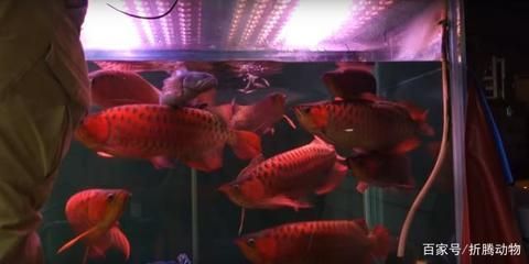 紅龍魚都吃什么（紅龍魚吃什么最好）