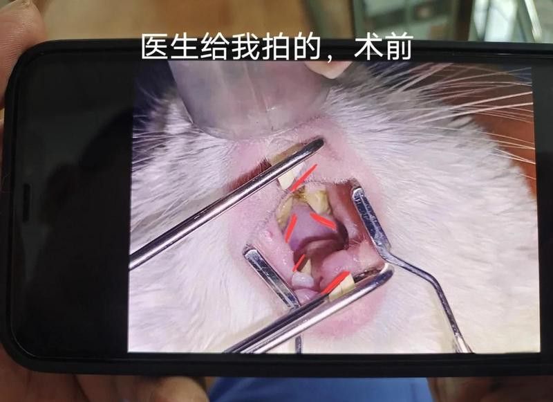 如何判斷龍貓是否需要剪牙？