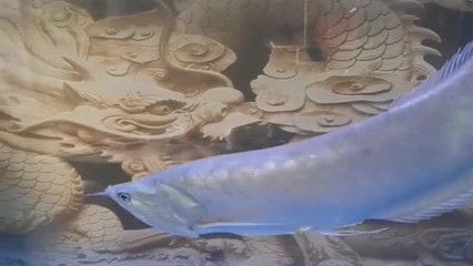 龍魚游起來頭朝下（龍魚游動頭朝下的原因及解決方法）