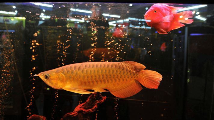 龍魚公的好還是母的好，龍魚公和母的好還是母的好，龍魚公的好還是母的好