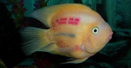 龍魚和財神一塊混養怎么喂食（龍魚和財神魚的混養喂食需要注意水質控制和混養策略）