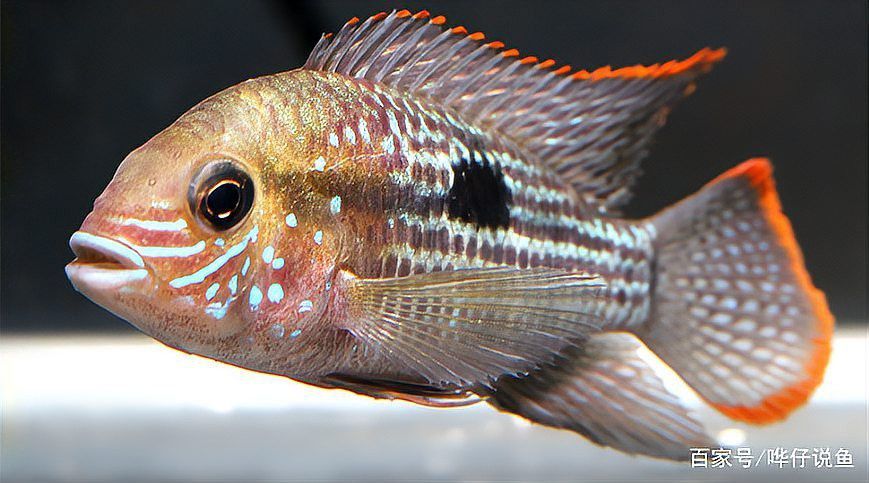 玉面皇冠和銀龍魚能混養嗎？