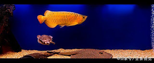 玉面皇冠和銀龍魚能混養嗎？