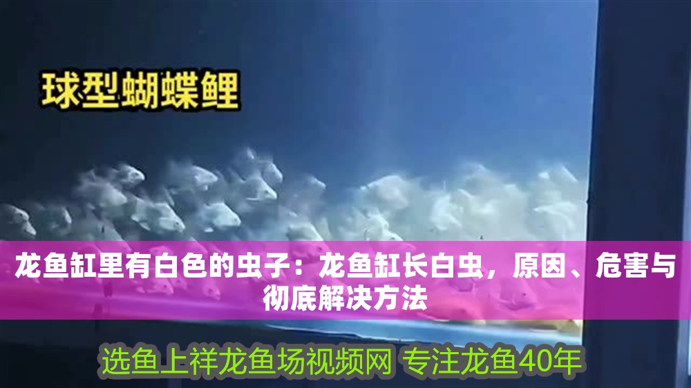 龍魚缸里有白色的蟲子：龍魚缸長(zhǎng)白蟲，原因、危害與徹底解決方法