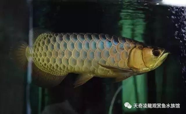 藍底金龍魚好看嗎值錢嗎