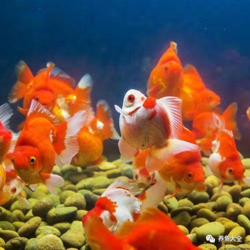 魚腸炎期間需要換水嗎？