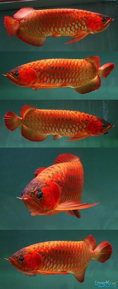 紅龍魚王價格及圖片大全大圖高清