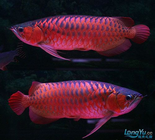紅龍魚王價格及圖片大全大圖高清