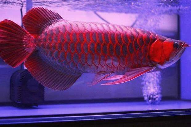 紅龍魚王價格及圖片大全大圖高清