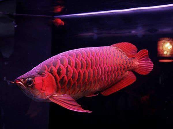 紅龍魚王價格及圖片大全大圖高清