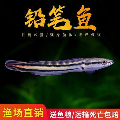 龍魚和雷龍魚的區別：龍魚和雷龍魚在形態特征、飼養環境要求和適應能力等方面存在差異