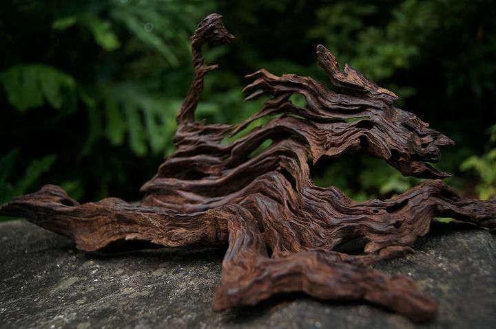 給我一些龍魚缸沉木造景的圖片