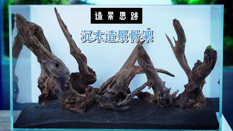 給我一些龍魚缸沉木造景的圖片