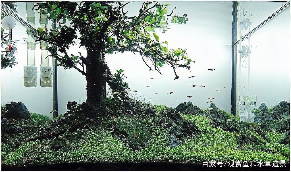 給我一些龍魚缸沉木造景的圖片