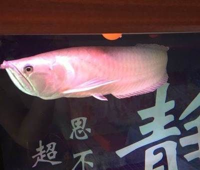 招財貓魚可以和龍魚一起養嗎(招財貓魚和龍魚可以一起養但是需要注意一些問題以避免潛在沖突) 龍魚百科 第3張 招財貓魚可以和龍魚一起養嗎(招財貓魚和龍魚可以一起養但是需要注意一些問題以避免潛在沖突) 招財貓魚可以和龍魚一起養嗎(招財貓魚和龍魚可以一起養但是需要注意一些問題以避免潛在沖突) 龍魚百科 第3張