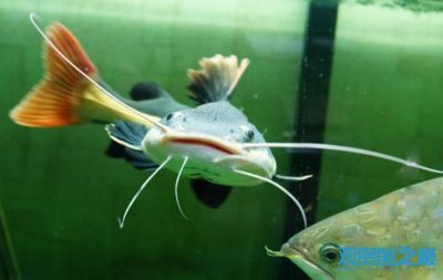 招財貓魚可以和龍魚一起養嗎(招財貓魚和龍魚可以一起養但是需要注意一些問題以避免潛在沖突) 龍魚百科 第4張 招財貓魚可以和龍魚一起養嗎(招財貓魚和龍魚可以一起養但是需要注意一些問題以避免潛在沖突) 招財貓魚可以和龍魚一起養嗎(招財貓魚和龍魚可以一起養但是需要注意一些問題以避免潛在沖突) 龍魚百科 第4張
