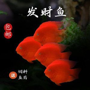 招財貓魚可以和龍魚一起養嗎(招財貓魚和龍魚可以一起養但是需要注意一些問題以避免潛在沖突) 龍魚百科 第5張 招財貓魚可以和龍魚一起養嗎(招財貓魚和龍魚可以一起養但是需要注意一些問題以避免潛在沖突) 招財貓魚可以和龍魚一起養嗎(招財貓魚和龍魚可以一起養但是需要注意一些問題以避免潛在沖突) 龍魚百科 第5張