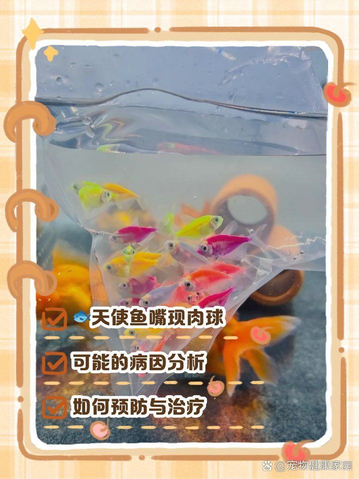 龍魚嘴上長出白色肉球