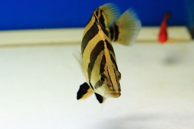 古典黑金剛過背金龍魚：古典黑金剛過背金龍魚的飼養方法