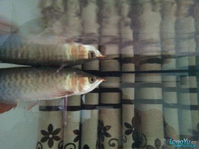龍魚胡子斷了還能長么：龍魚的胡子斷了之后是否能長出來取決于多種因素，龍魚胡子斷了