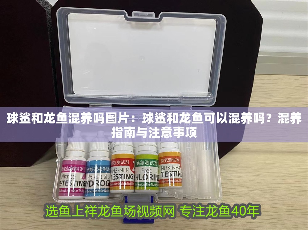 球鯊和龍魚混養(yǎng)嗎圖片：球鯊和龍魚可以混養(yǎng)嗎？混養(yǎng)指南與注意事項(xiàng)