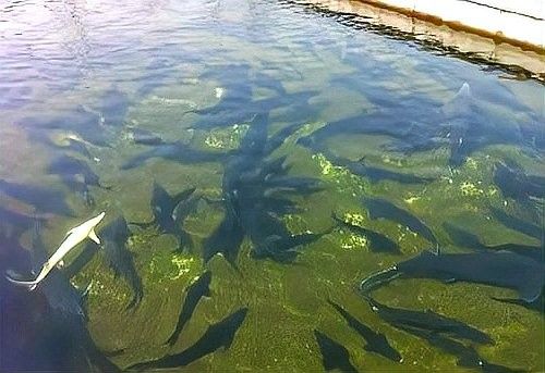 鱘龍魚如何養(yǎng)殖