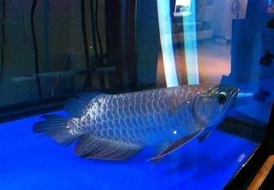 龍魚趴缸有人靠近就游動了正常嗎為什么：為什么龍魚趴缸有人靠近就游動了