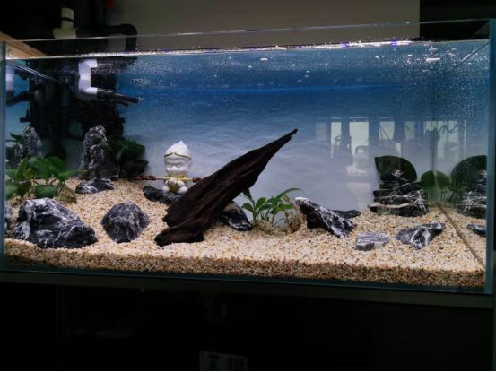 魚缸品種多了會怎么樣嗎，魚缸中魚種增多對家居風水有什么影響？