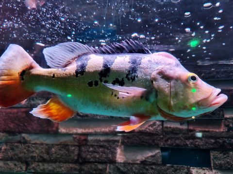 帝王三間能和金龍魚混養(yǎng)：帝王三間可以和金龍魚混養(yǎng),帝王三間能和金龍魚混養(yǎng)