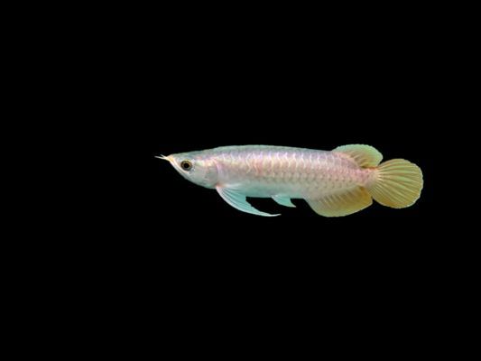 印尼人龍魚喂的都是活食（印尼人龍魚喂養方式）