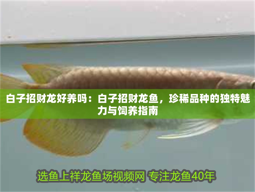 白子招財龍好養嗎：白子招財龍魚，珍稀品種的獨特魅力與飼養指南
