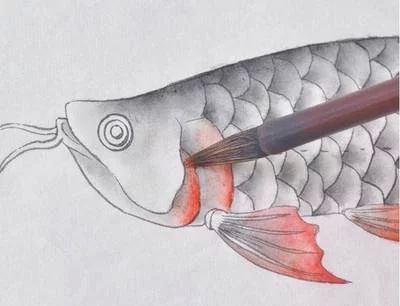 龍魚的畫怎樣畫好看又簡單，：初學者畫好一條龍魚可以從以下幾個步驟開始開始