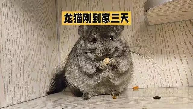 如何訓練龍貓接受貓的存在？