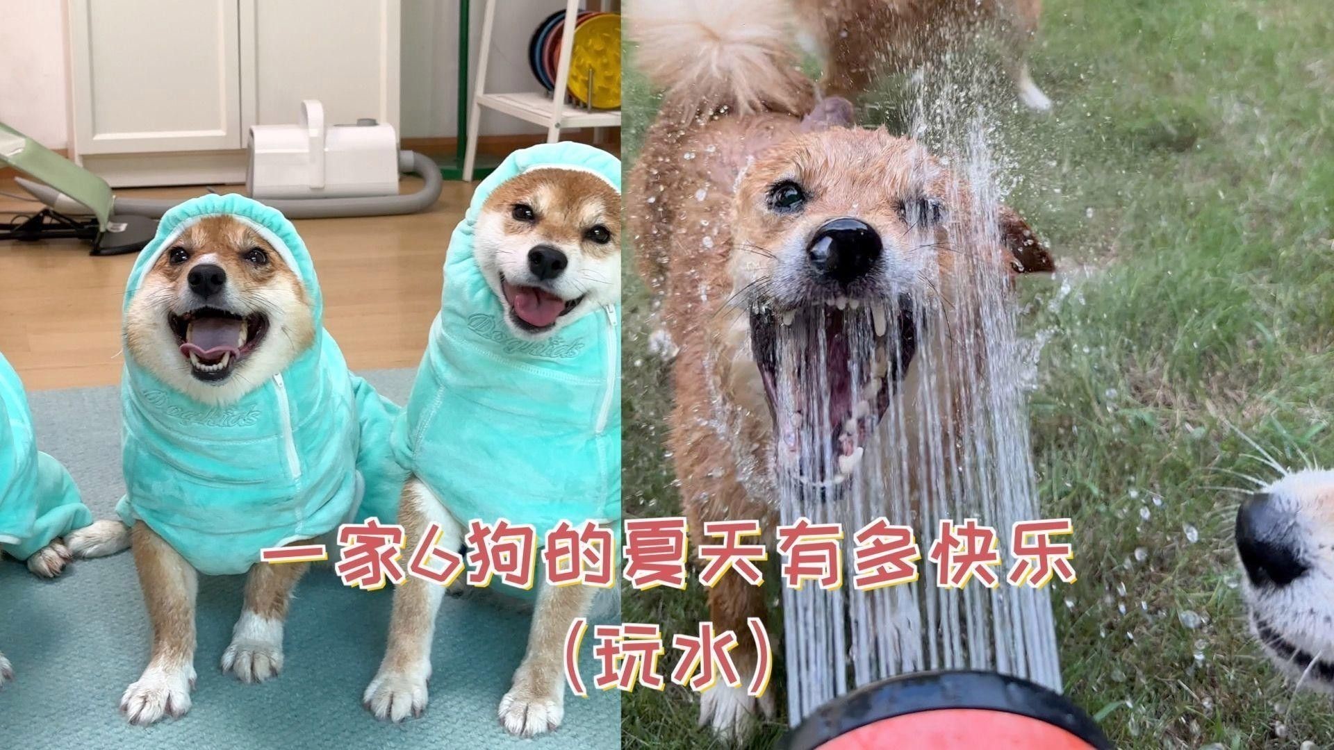 如何訓練龍貓接受貓的存在？